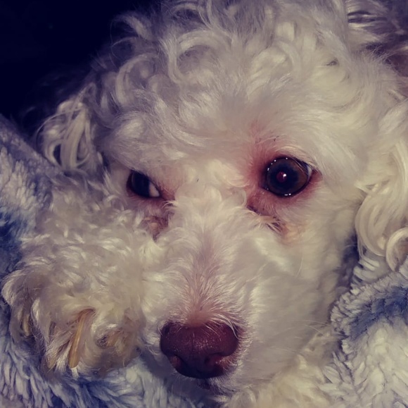 Meet your Posher, Diane - Picture 3 of 4